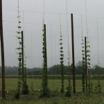 How to Grow Hops at Home