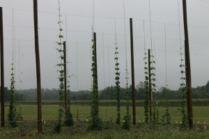 How to Grow Hops at Home