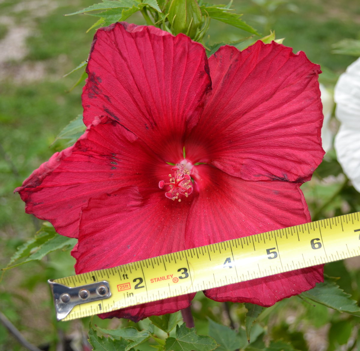 Lord Baltimore Dinner Plate Hibiscus.