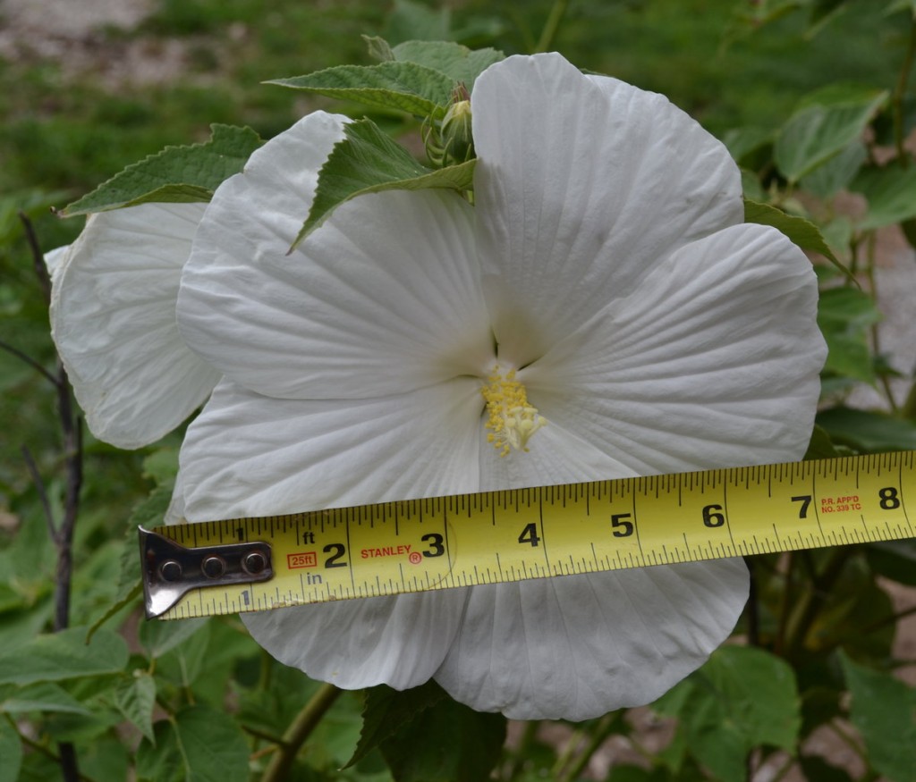 Blue River Dinner Plate Hibiscus.