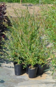 Dappled Willow plants growing in small containers.