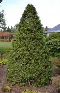 Canadian Hemlock trimmed tightly for the fall.