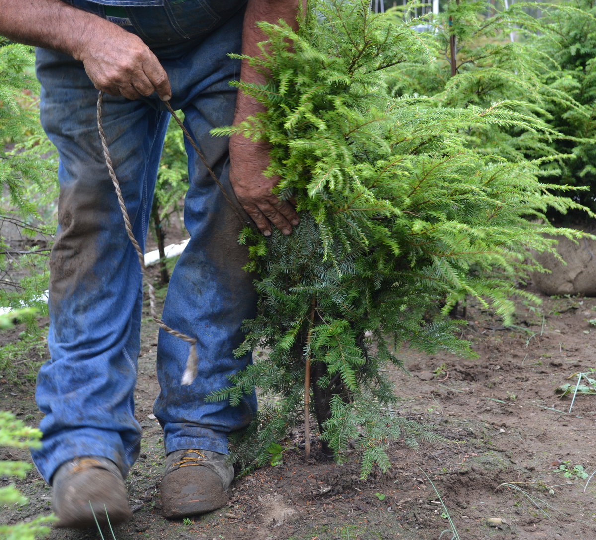 Digging Canadian Hemlock.  Start by tying up the lower branches so you can see to dig.