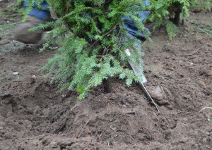All around the tree, carving the top 1/3 of the root ball on this Canadian Hemlock tree.