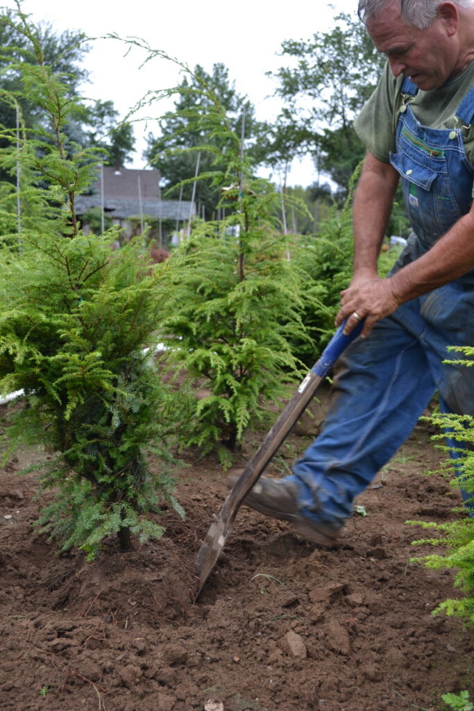 Notice that I've now turned the spade and I am now starting to under cut the root ball.