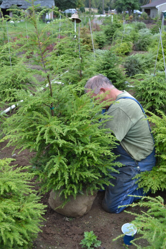 Mike McGroarty digging Canadian Hemlock.