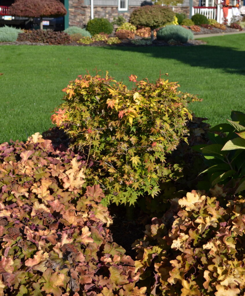 Orange Dream Japanese Maple.