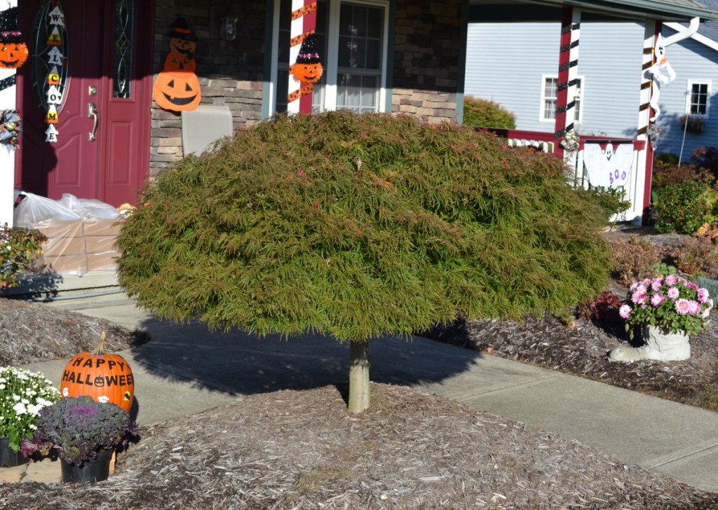 How to Grow and Trim Japanese Maples. Mike's Backyard Nursery