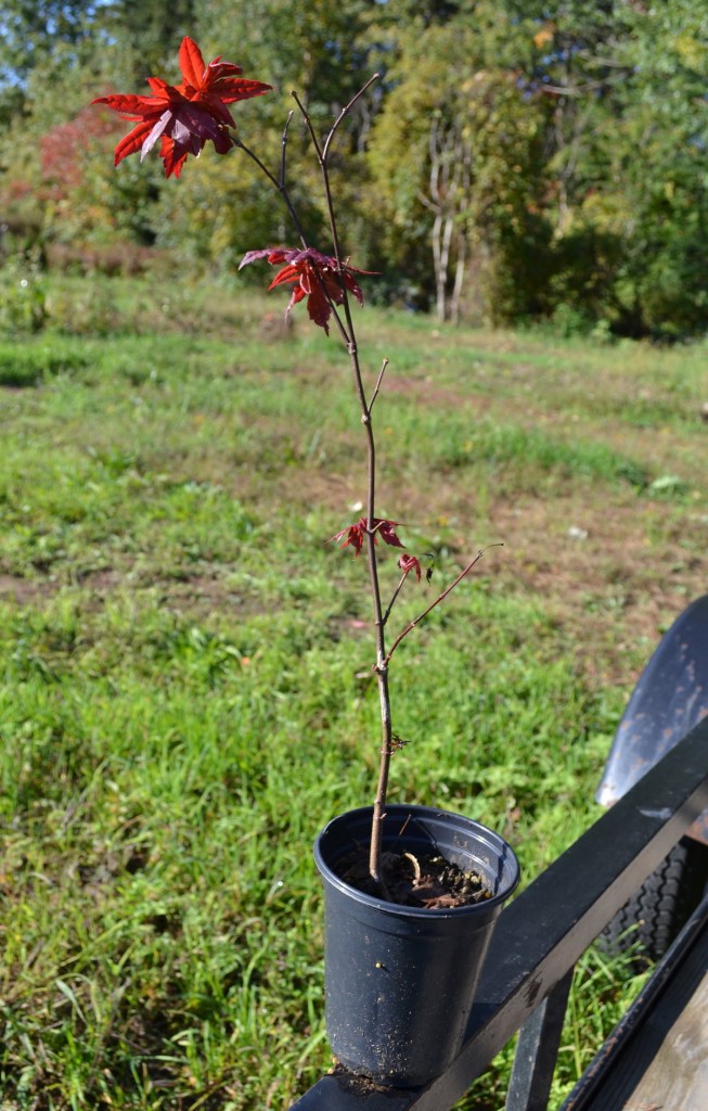 Japanese Red Maple Seedling. Mike's Backyard Nursery