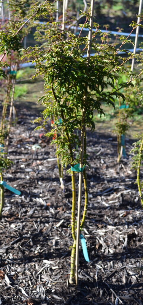 Lion's Head Japanese Maple.