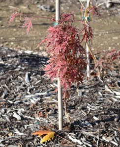 Training a Crimson Queen Japanese Red Maple.