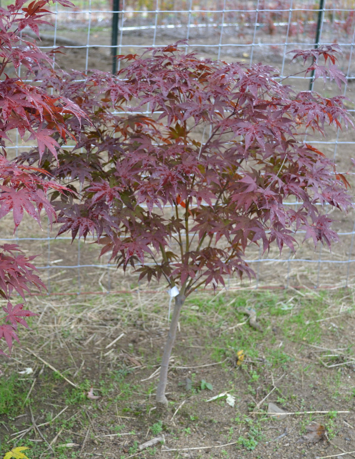 Bloodgood Japanese Red Maple Tree.