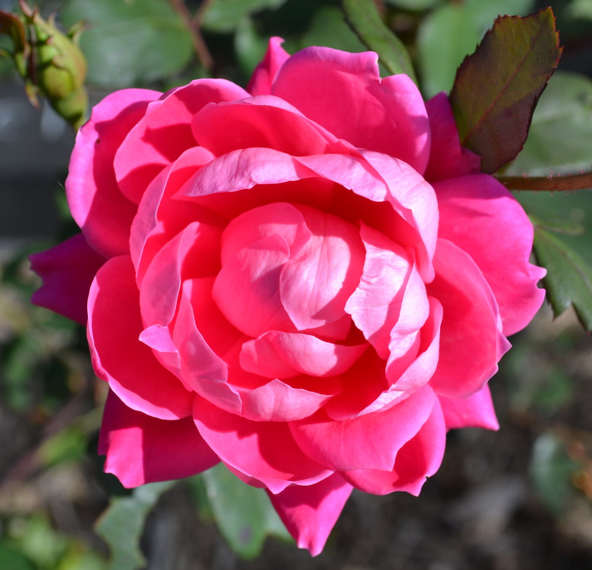 Rose propagation via cuttings.