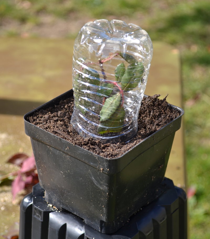Using a water bottle as a little greenhouse to root rose cuttings.