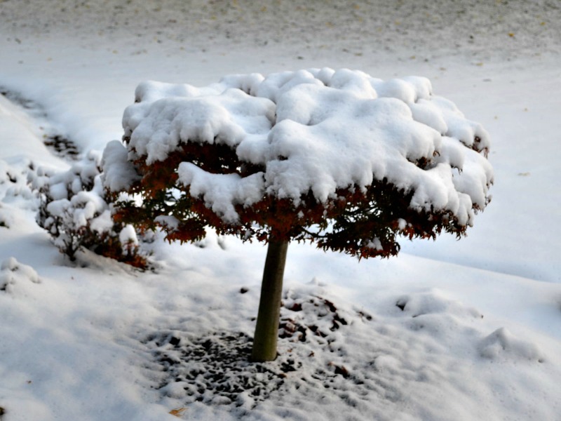 Lion's Head Japanese Maple in snow