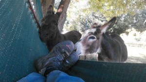 The donkeys help me "relax" in the hammock.