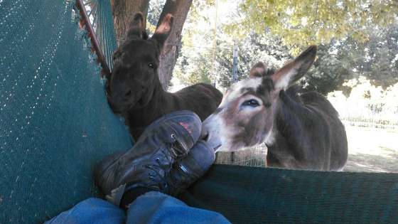 The donkeys never leave me alone when I'm in the hammock. Nor would I want them to.