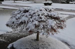 Snow covered 'Waterfall' Japanese maple.