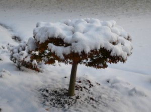 Lion's Head Japanese maple covered in snow.