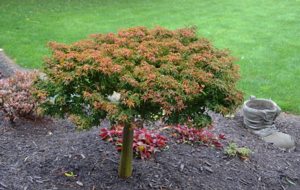 Lions Head Japanese Maple Fall Color Mikes Backyard Nursery