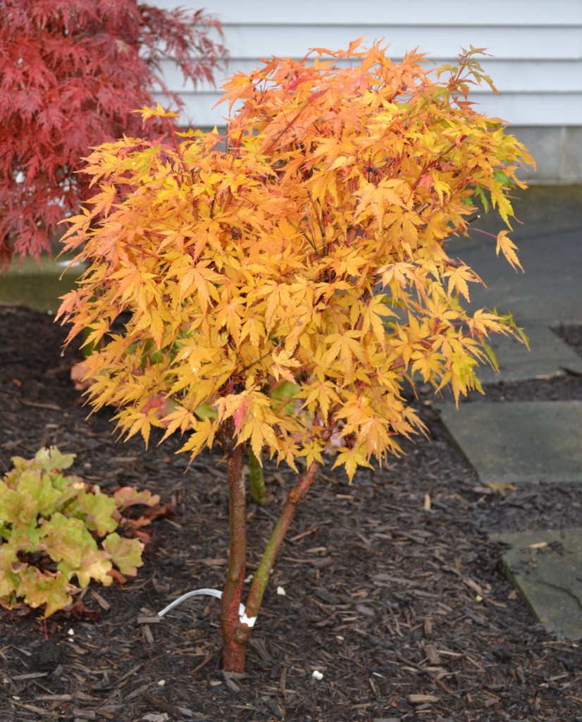 Sango Kaku Japanese maple fall color.