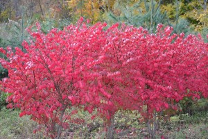 Burning Bush fall color.