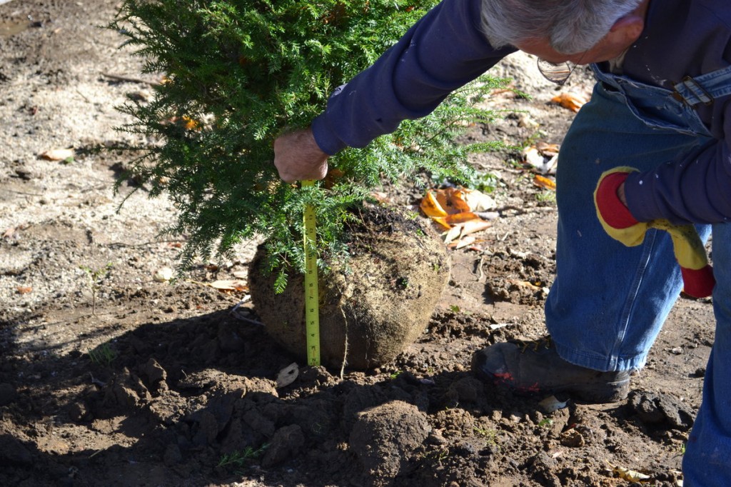 The Consumers Guide to Caring for and Planting a Live Balled in Burlap