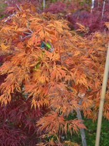 Green Cascade Japanese maple, fall color.