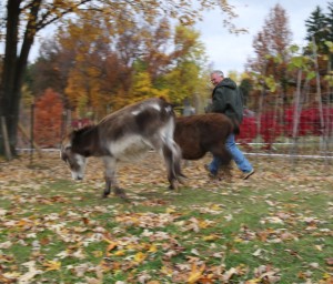 The bucking miniature donkey.