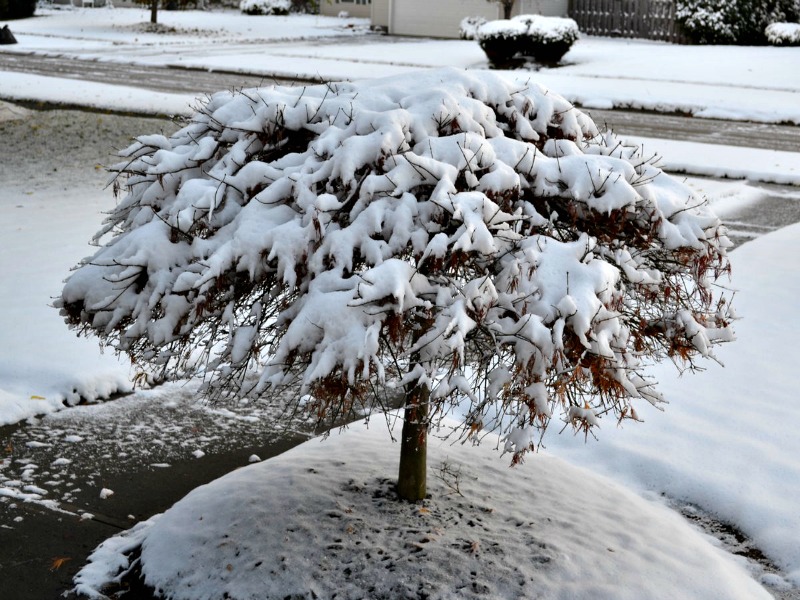 Water Fall Japanese maple covered with snow.