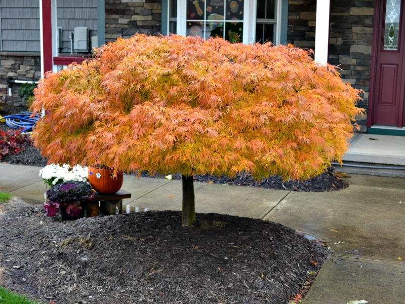 waterfall Japanese Maple