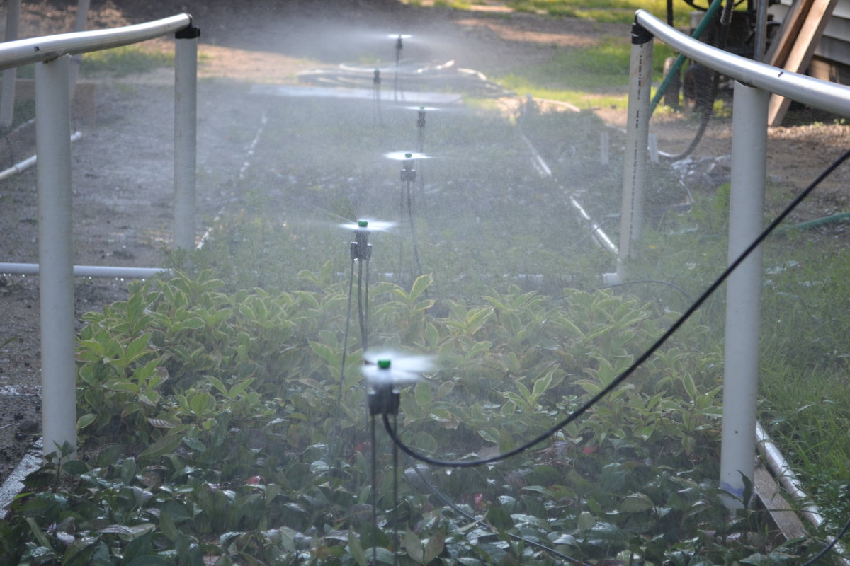 Flat head spray nozzles delivering just the right amount of water to cuttings.