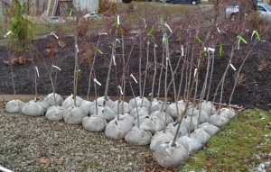 Recently dug Japanese maples.