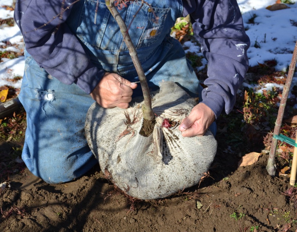 wrapping-a-root-ball-with-burlap