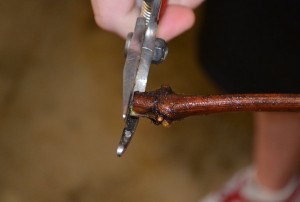 Propagating grape vines from cuttings. The cut on the bottom of the cutting is critical.