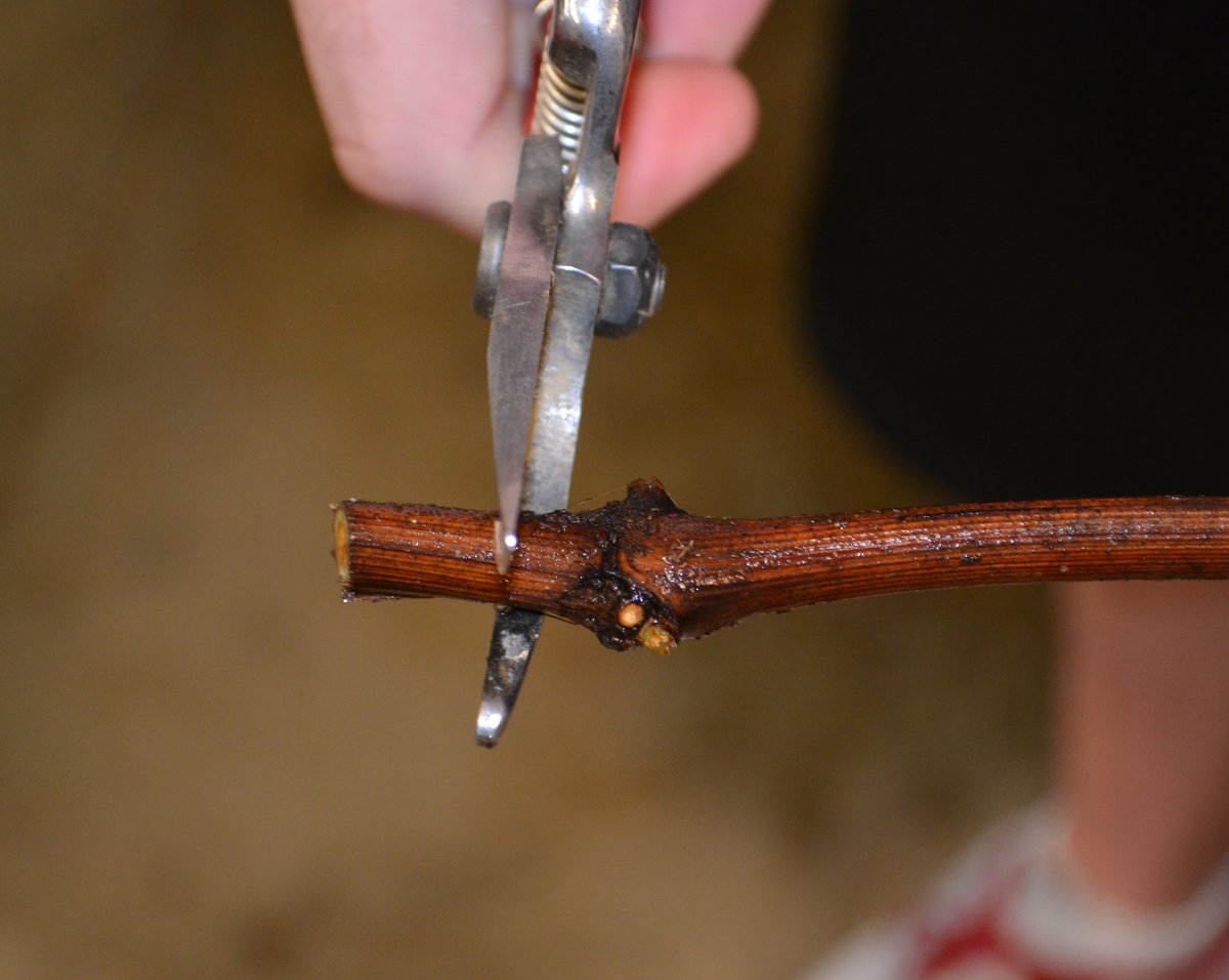 Making the bottom cut on a grape cutting.