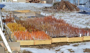 Hardwood cuttings stuck in homemade flats.