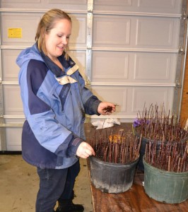 Sticking hardwood cuttings of Purple Sandcherry.