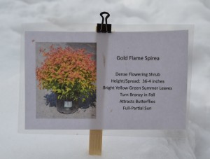 Point of sale plant sign advertising the virtues of Gold Flame Spirea.