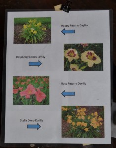 Four different daylily varieties on one sign.