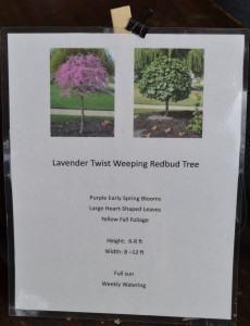 Point of sale sign for the Lavender Twist Redbud Tree.