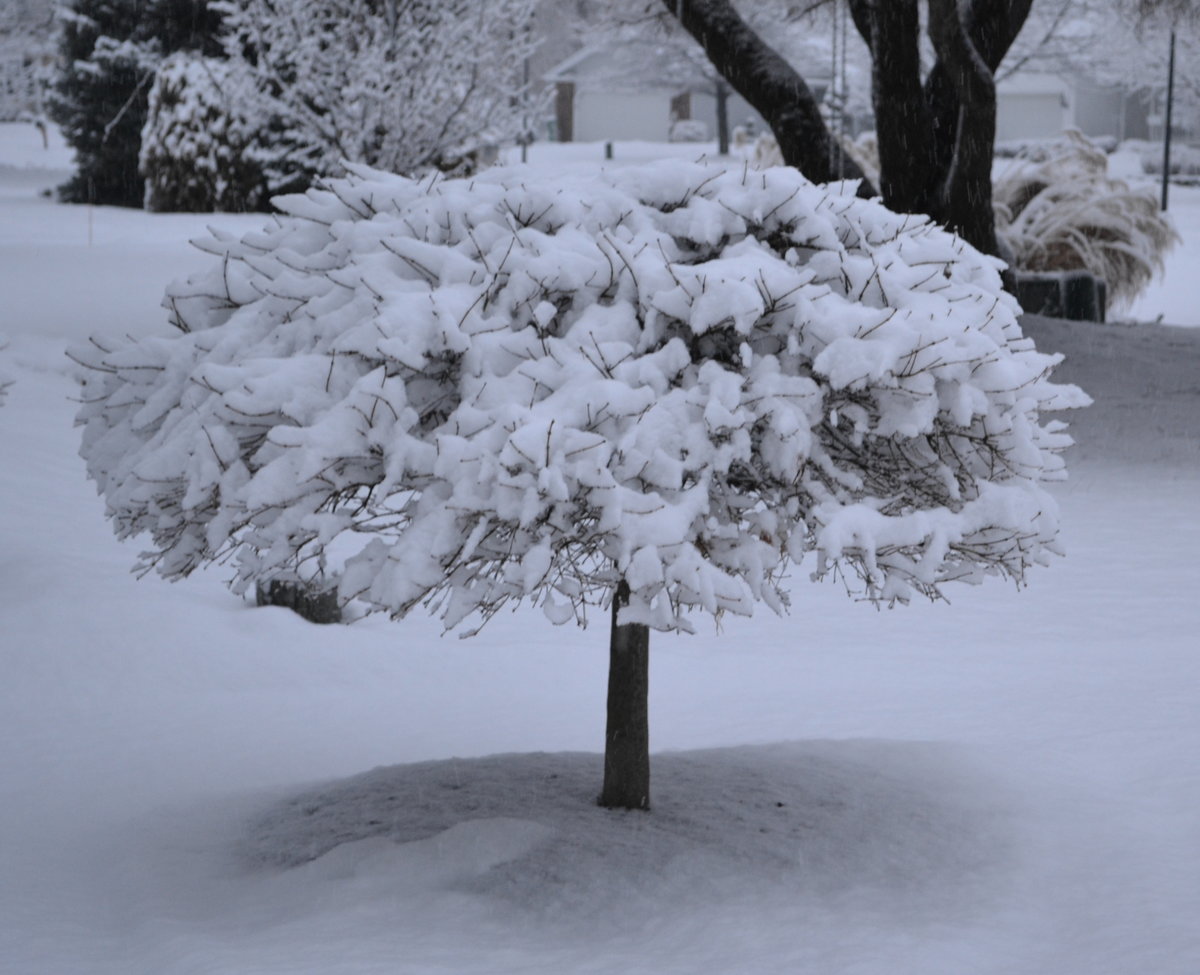 Snow covered Waterfall Japanese maple.