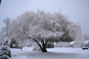 Snow Covered Golden Curls Willow Tree.