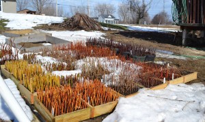 Flats of hardwood cuttings out in the cold.