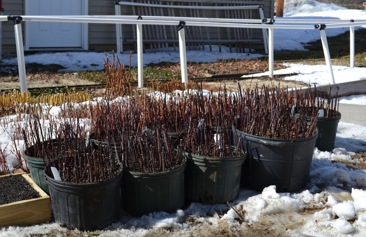Purple Sandcherry hardwood cuttings out in the cold and snow.