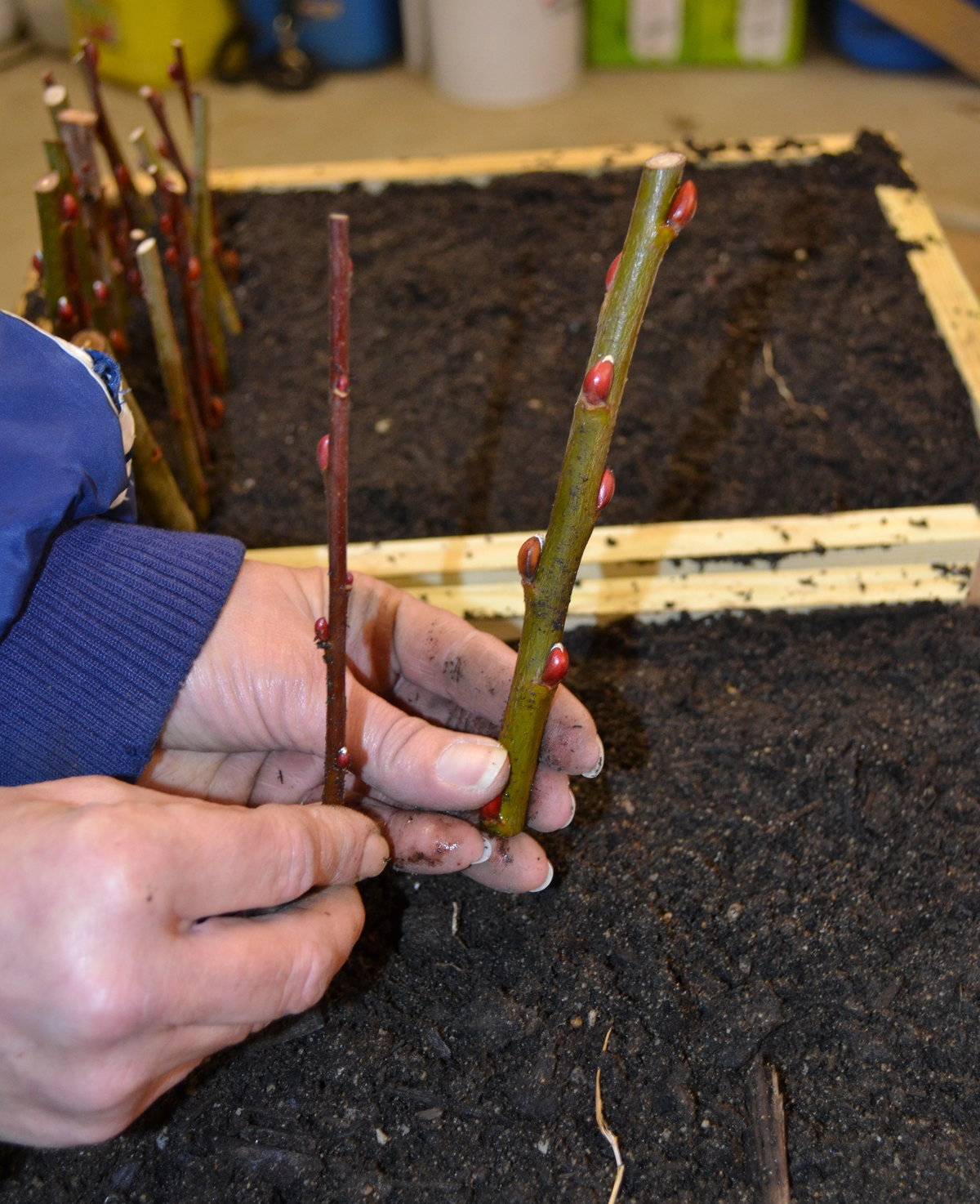 Hardwood cuttings of Pussy Willow.