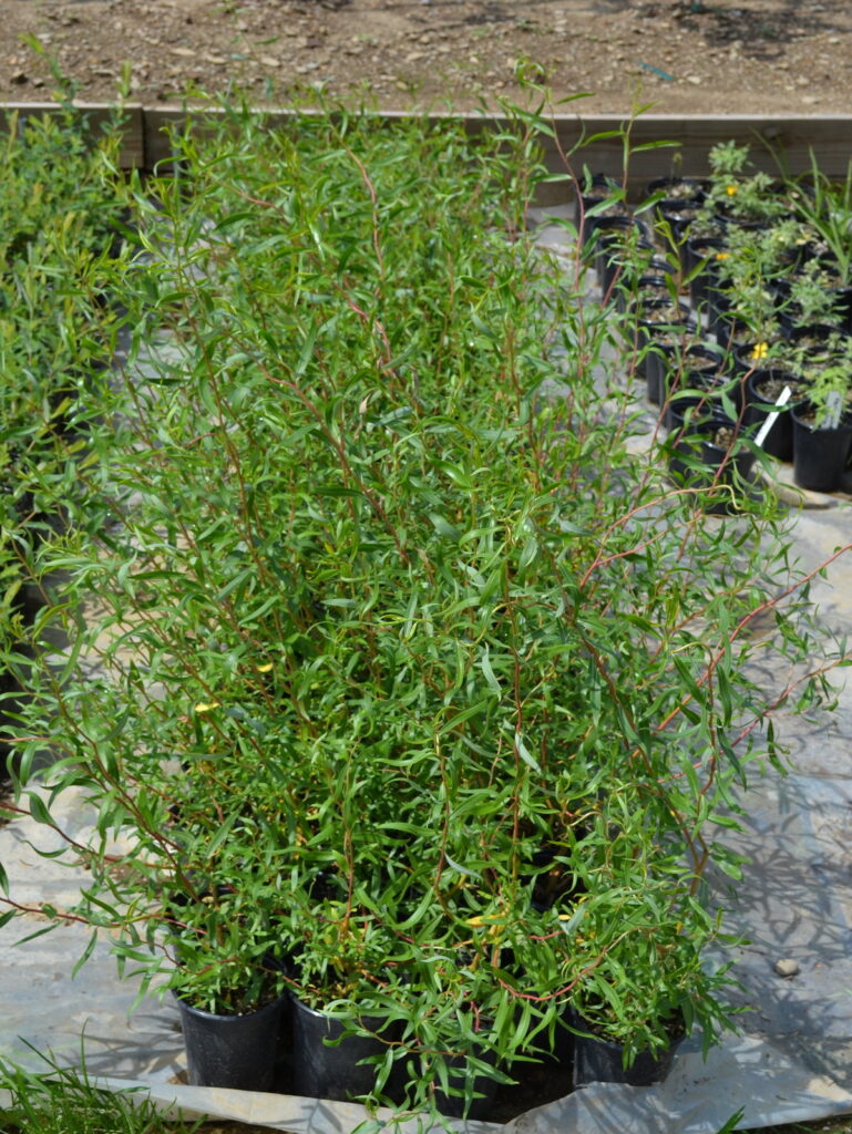 Golden Curls Willow trees $4.97 each.