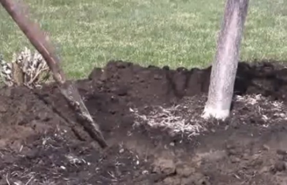 Transplanting a Maple Tree in Summer 