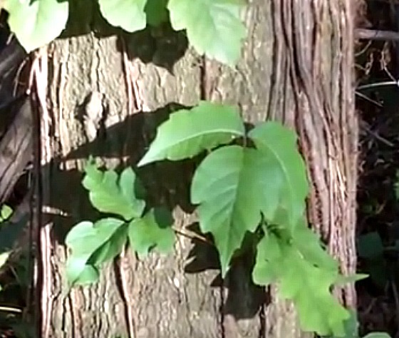 poison ivy growing on a tree