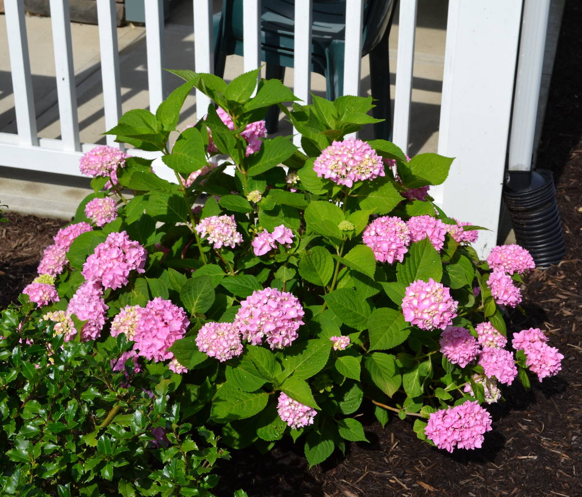 Hydrangea Endless Summer planted in front of a porch.